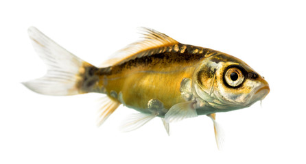 Side view of a yellow koi isolated on white