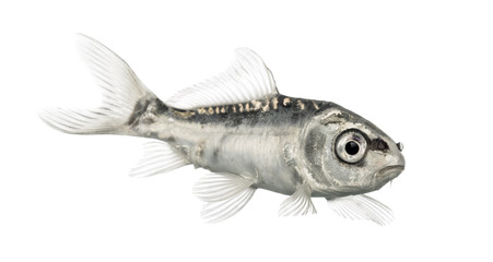 Side view of a grey koi isolated on white
