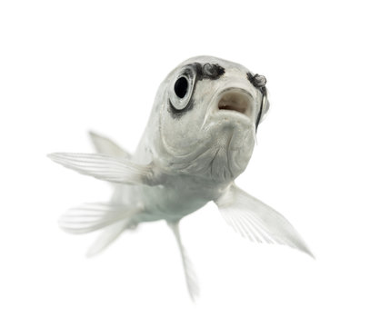 bottom view of a  grey Koi isolated on white
