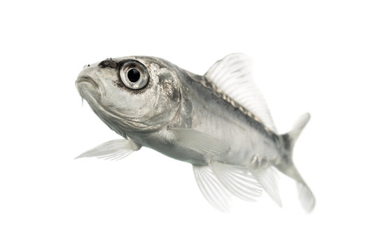 grey koi isolated on white