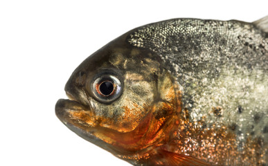 Close up of a red pirahna isolated on white