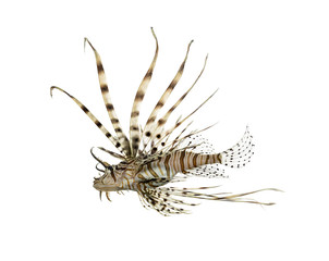 Naklejka premium Side view of a red lionfish isolated on white