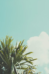 Palme und blauer Himmel mit Wolken. Vintage nachbearbeitet. © sk901