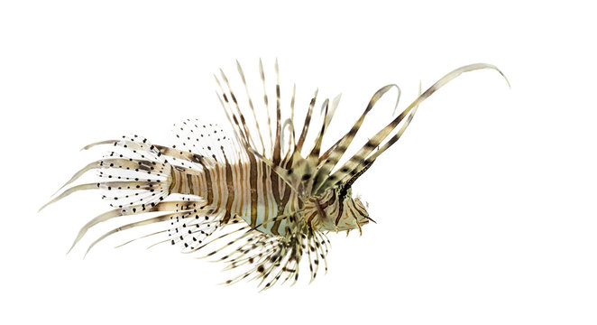 Side view of a red lionfish isolated on white