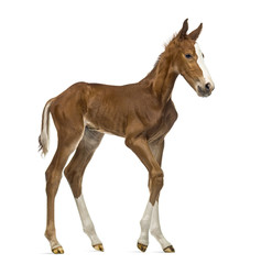Side view of a foal walking isolated on white