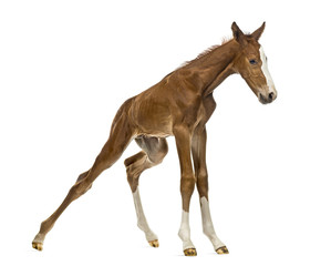 Fototapeta na wymiar Foal standing up and balancing isolated on white