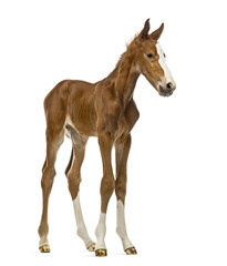 Foal isolated on white
