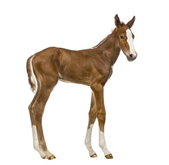 Side view of a foal isolated on white