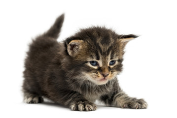 Maine coon kitten stretching isolated on white