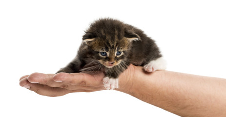 Maine coon kitten in human hand