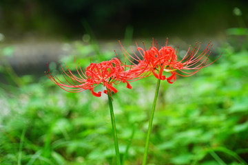 Cluster Amaryllis at Kinchakuda
