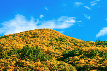 Autumn in mountain forest