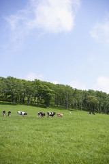 北海道　牛