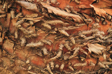 Background of palm bark