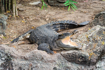 Wildlife Crocodile lies on rock and open its mouth for reduce bo