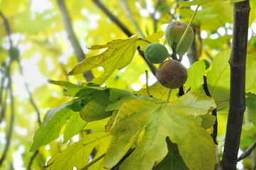 figues dans arbre en automne