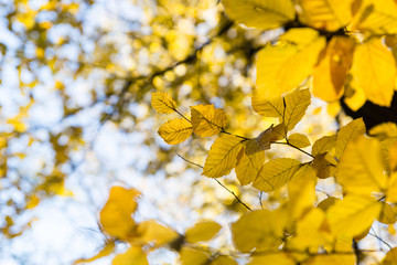 Obraz premium bright yellow leaves in october sunlight in autumn forest background