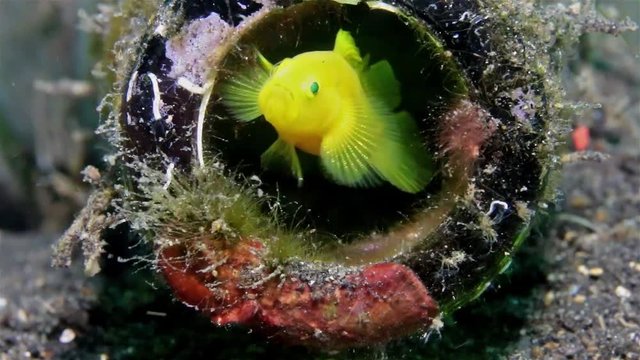 Fish swimming around inside a discarded glass bottle on the seafloor