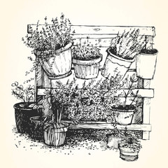Hand drawn illustration of houseplants. Vector