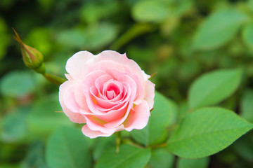 rose