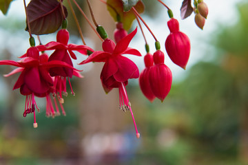 Fuchsia species & hybrids