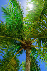 Fototapeta premium paradise tropical beach palm