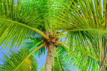 Fototapeta premium paradise tropical beach palm
