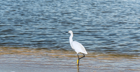 Egret on sea shore