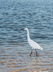 Egret on sea shore