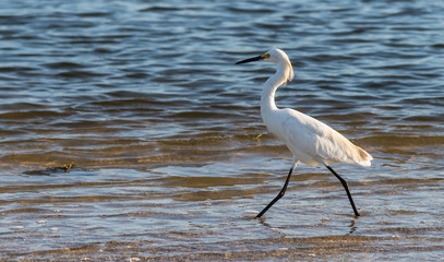 Egret on sea shore