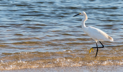 Egret on sea shore