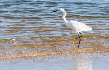 Egret on sea shore
