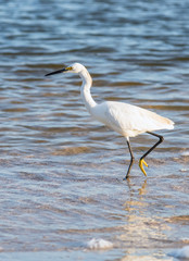 Egret on sea shore