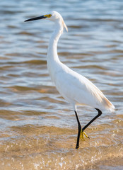 Egret on sea shore