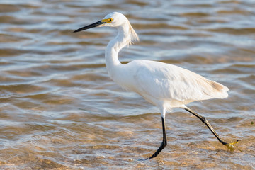 Egret on sea shore