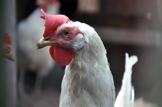 Portrait of a white domestic chicken close up. Selective focus.