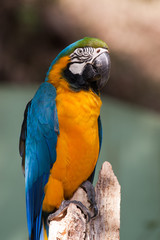 ルリコンゴウインコ