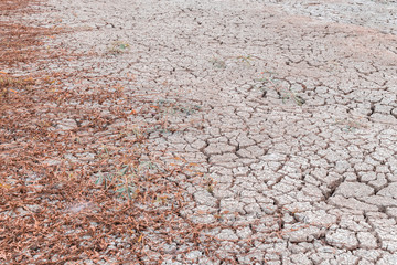 dry plant in arid area