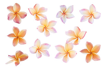 Obraz na płótnie Canvas Plumeria frangipani flowers isolated on white background, PinkFr