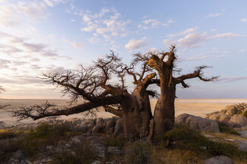 Large baobab tree n Kubu Island