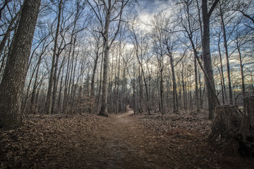 Autumn Forest