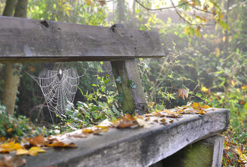 feuilles et toile d'araignée sur vieux banc en bois 