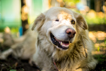 The one eye dog under the tree