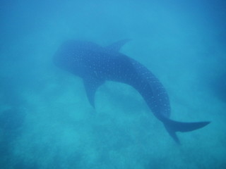 Walhai_Waleshark,Philippines