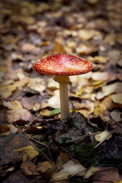 beautiful red mushroom in autumn