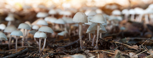 Mycena abramsii-Voreilender Helmling
