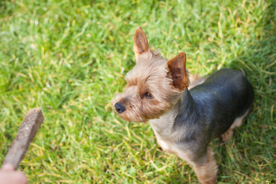 Young yorkshire terrier concentrated to wood stick and waiting f