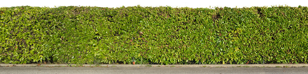 Green hedge isolated on white background