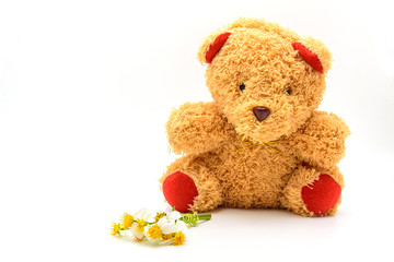 brown teddy bear isolated on white