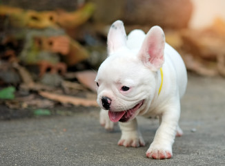 Young french bulldog white playing on the cement floor.